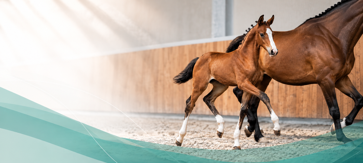 ICSI and Foal Health: What Does the Latest Research Tell Us?