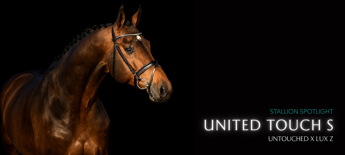 United Touch S – Is he the stallion that will define the next generation